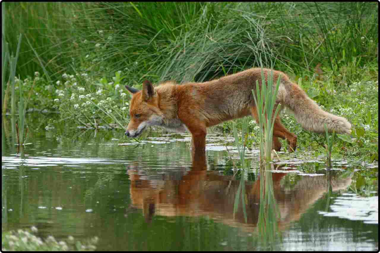 Close-up of a red fox drinking water in river with fiery fur, blending seamlessly into a backdrop of autumn leaves